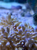 Sexy Dancer Shrimp