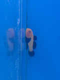 Panda Goby
