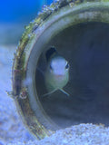 Smith's Blenny
