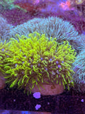 Neon Green Star Polyp (GSP)