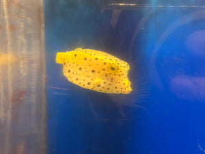 Yellow Cubicus Boxfish