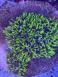 Neon Green Star Polyp (GSP)