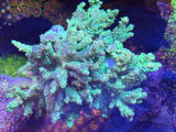 Green Sinularia Finger Leather Coral