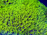 Neon Green Star Polyp (GSP)