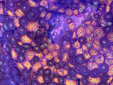 RRC Sakura Sunrise Zoanthids Coral