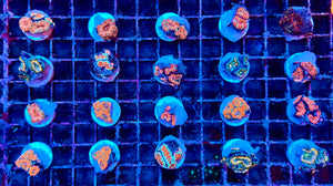 Acanthastrea Lordhowensis Frag, Assorted Variety