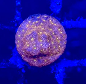 Orange Eye Red Montipora