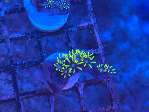 Green Star Polyp (GSP)