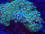 Orange Center Green Goniopora Coral