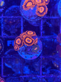 Orange Oxide Zoanthids Coral Frag