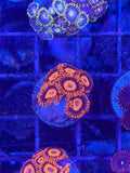 Orange Oxide Zoanthids Coral Frag