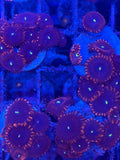 Purple People Eater Zoanthids Coral Frag