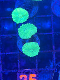 Neon Green Candy Cane Coral