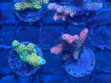 Assorted Premium Acropora