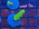 Green Slimer Acropora Coral