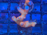 Forest Fire Montipora Digitata Coral
