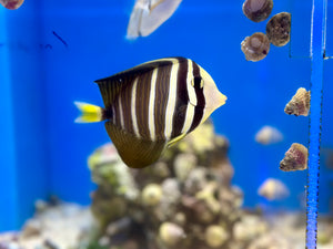 Sailfin Tang