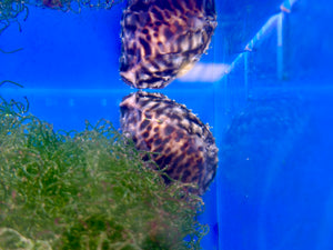 Tiger Cowrie