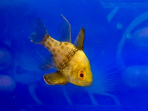 Pajama Cardinalfish