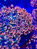 Rainbow Bubble Tip Anemone