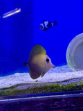 Scopas Tang