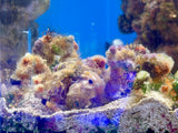 Spider Decorator Crab