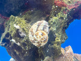 Chestnut Turbo Snail