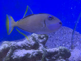 Blue Throat Triggerfish