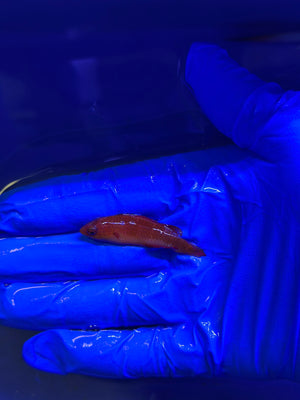 Redfin Fairy Wrasse