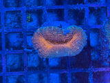 Red Rim Purple Lobophyllia