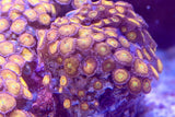 RRC Sakura Sunrise Zoanthids Coral