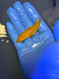 Yellow Coris Wrasse