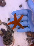 Red Black Fromia Sea Star