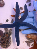 Blue Linckia Sea Star