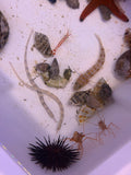 Shortspine Urchin