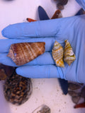 Fighting Conch