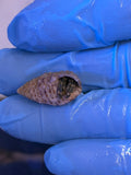 Yellow Tip Hermit Crab