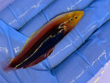 Radiant Wrasse