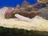 Blue Dot Sleeper Goby