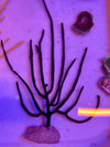 Purple Whip Gorgonian