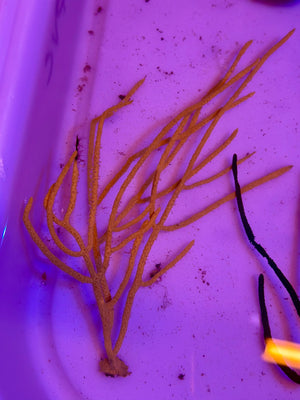 Gorgonian