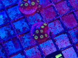 Mean Green Zoanthid Coral Frag