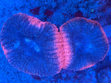 Pink Rim Blue Lobophyllia Coral