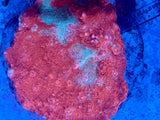 Assorted Ultra Chalice Coral Colony