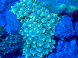 Acid Rain Bubble Tip Anemone