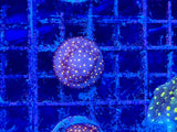 Outer Space Psammocora Coral Frag