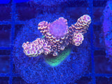 Assorted ECC Aquacultured Frags