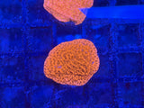 Red Montipora Capricornis Coral