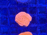 Assorted ECC Aquacultured Frags