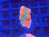 Grafted Jawbreaker Montipora Frag